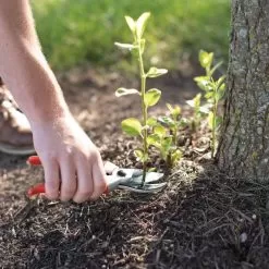 Leonard Deluxe Soil Knife, Pruner, Saw, And Sheath Combo -Gardening Shop 1286 8 1 1