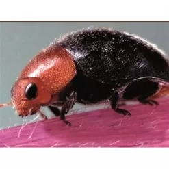 BioBee BioCryptolaemus Mealybug Control