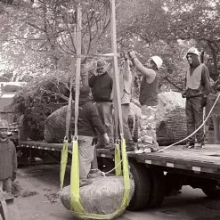 Tree Tote Plant Lift Sling Self Adjusting Nylon Ball Size 14in To 26in 5 Tree Tote Plant Lift Sling Self Adjusting Nylon Ball Size 14in To 26in -Gardening Shop 1426s 2 1