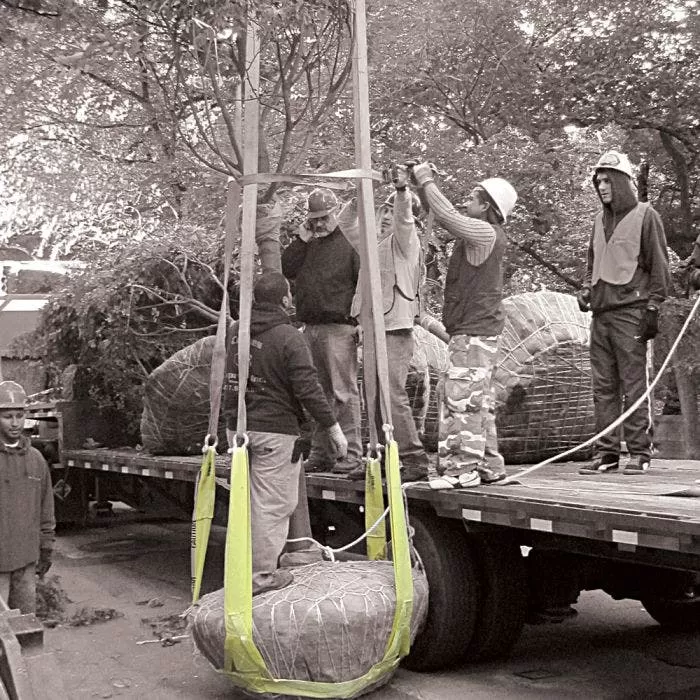 Tree Tote Plant Lift Sling Self Adjusting Nylon Ball Size 14in To 26in 3 Tree Tote Plant Lift Sling Self Adjusting Nylon Ball Size 14in To 26in - Image 3