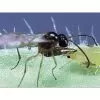 BioBee BioAphidius Aphid Control