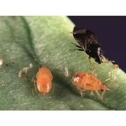 BioBee BioOrius Thrip PLUS Control, 500 Count