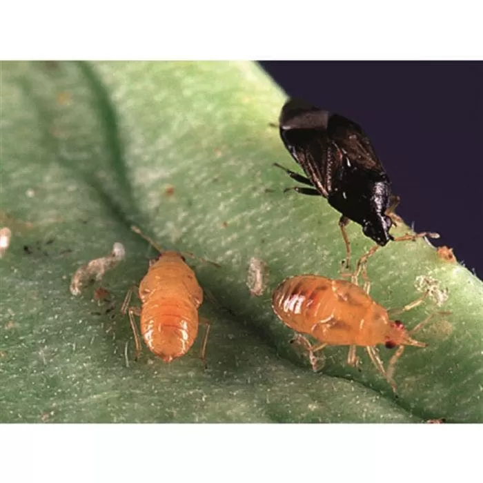 BioBee BioOrius Thrip PLUS Control, 500 Count 1 BioBee BioOrius Thrip PLUS Control, 500 Count