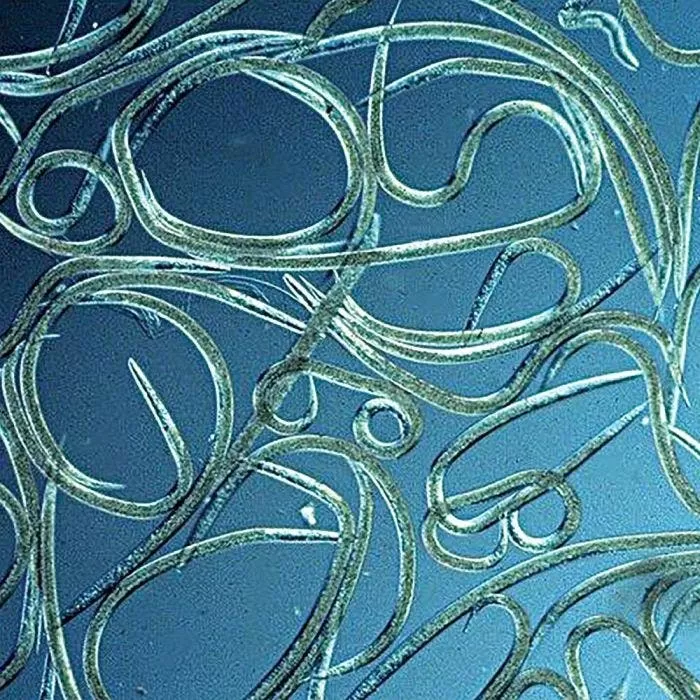 BioBee BioHB Beneficial Nematodes, 50 Million Count 1 BioBee BioHB Beneficial Nematodes, 50 Million Count