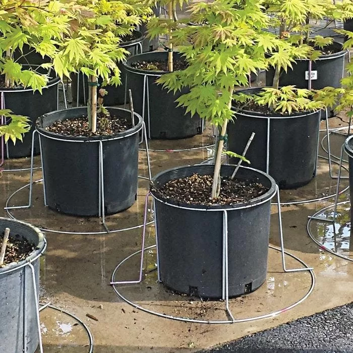 Better Bilt TopHatPlant Container Stabilizer - 15 Gallon Size 2 Better Bilt TopHatPlant Container Stabilizer - 15 Gallon Size - Image 2