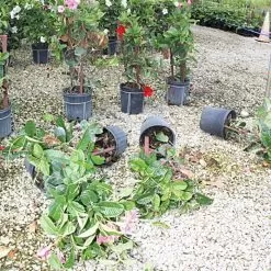 Better Bilt TopHat Plant Container Stabilizer - 7 Gallon Size 7 Better Bilt TopHat Plant Container Stabilizer - 7 Gallon Size -Gardening Shop 3ps7 3 1