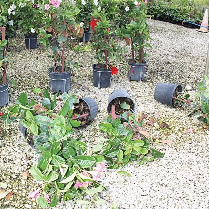 Better Bilt TopHat Plant Container Stabilizer - 7 Gallon Size 4 Better Bilt TopHat Plant Container Stabilizer - 7 Gallon Size - Image 4