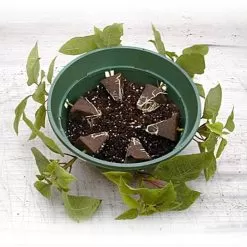 Belden Plastics 10 Inch Hanging Garden Baskets Case Of 25 -Gardening Shop 690202 4