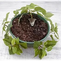 Belden Plastics 10 Inch Hanging Garden Baskets Case Of 25 -Gardening Shop 690202 5