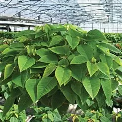 Belden Plastics 10 Inch Hanging Garden Baskets Case Of 25 -Gardening Shop 690202 6