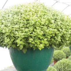 Belden Plastics 14-Inch Saucerless Baskets, Green, Case Of 25 -Gardening Shop 690801 3 1