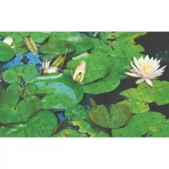 Netting, 7 Feet X 100 Feet, 3/4-Inch Square, Mesh -Gardening Shop 725pn pond