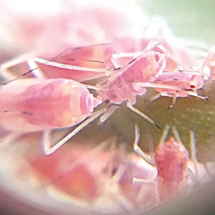 Active Eye Universal Mobile Phone Microscope 8 Active Eye Universal Mobile Phone Microscope - Image 8