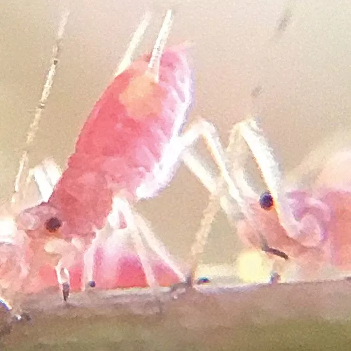 Active Eye Universal Mobile Phone Microscope 9 Active Eye Universal Mobile Phone Microscope - Image 9