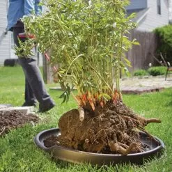 Leonard GardenGlide -Gardening Shop ag1 6 1