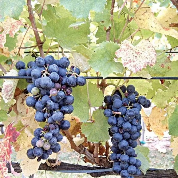 DuraLine 4-Millimeter Monofilament Trellis Line, 1,000 Feet 4 DuraLine 4-Millimeter Monofilament Trellis Line, 1,000 Feet - Image 4