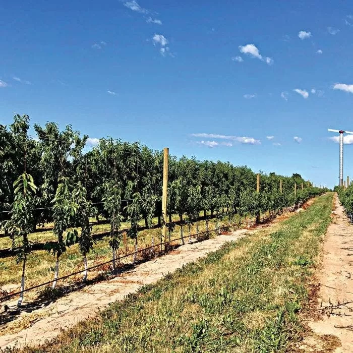 DuraLine 4-Millimeter Monofilament Trellis Line, 1,000 Feet 5 DuraLine 4-Millimeter Monofilament Trellis Line, 1,000 Feet - Image 5