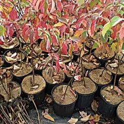 Coco Weed Guards, 15-Centimeter Diameter, Case Of 850 -Gardening Shop cd15a 2