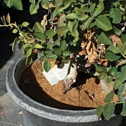 Coco Weed Guards, 17-Centimeter Diameter, Case Of 715 -Gardening Shop cd17a 3