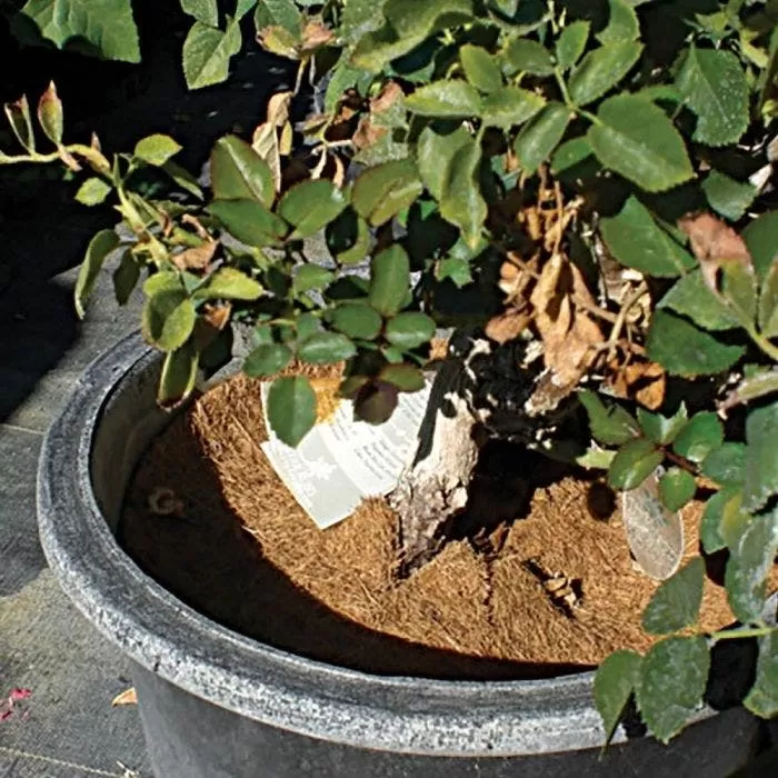 Coco Weed Guards, 38-Centimeter Diameter, Case Of 50 4 Coco Weed Guards, 38-Centimeter Diameter, Case Of 50 - Image 4