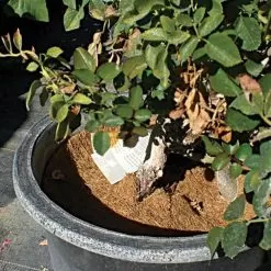 Coco Weed Guards, 44-Centimeter Diameter, Case Of 50 -Gardening Shop cd44a 3