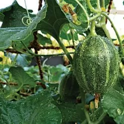 CocoNet Trellis Netting, 6-1/2 Feet X 100 Feet -Gardening Shop cn65100 2