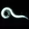 Double-Death Nematodes, 1 Million Count