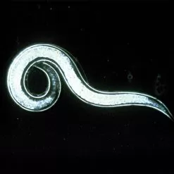 Double-Death Nematodes, 1 Million Count