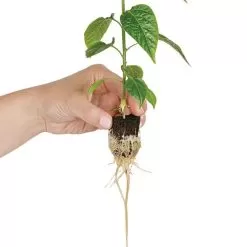 Grow-Plugs, Case Of 1,400 -Gardening Shop fp1400 4