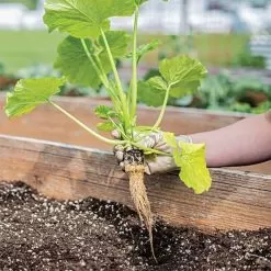 Grow-Plugs, Bag Of 55 -Gardening Shop fp55 3 1