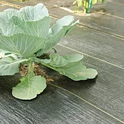 3.2oz Premium Woven Ground Cover 10ft (Folded) X 300ft -Gardening Shop gc103 cabbage 5.2.23