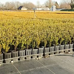 3.2oz Premium Woven Ground Cover 300ft Rolls -Gardening Shop gc33 field 5.2.23 3