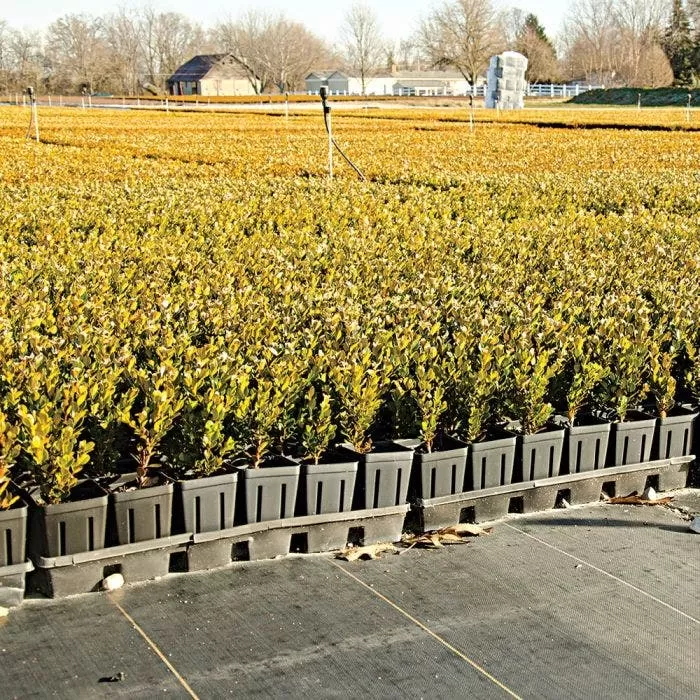 3.2oz. Premium Woven Ground Cover 4ft X 300ft 4 3.2oz. Premium Woven Ground Cover 4ft X 300ft - Image 4