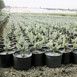 Geodisc UV-Resistant Weed-Blocking Discs, 8-Inch Diameter, Pack Of 500