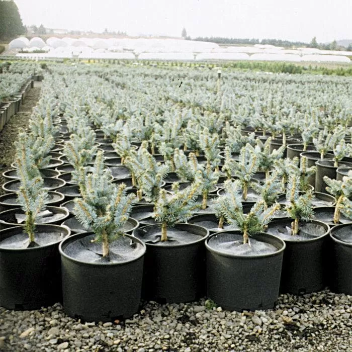 Geodisc UV-Resistant Weed-Blocking Discs, 10-Inch Diameter, Pack Of 500 1 Geodisc UV-Resistant Weed-Blocking Discs, 10-Inch Diameter, Pack Of 500