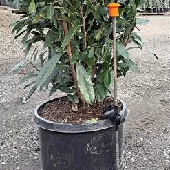 HookStake, Pack Of 25 9 HookStake, Pack Of 25 -Gardening Shop hs25 live2