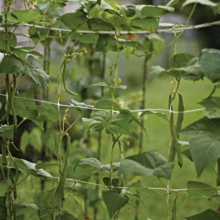 Hortonova Trellis Netting, 6-1/2 Feet X 3,280 Feet 13 Hortonova Trellis Netting, 6-1/2 Feet X 3,280 Feet - Image 13