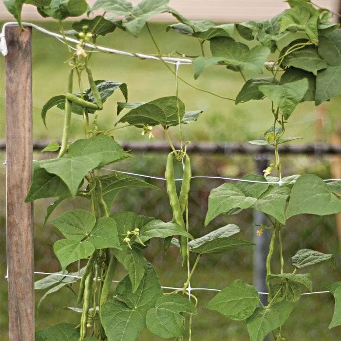 Hortonova Trellis Netting, 6-1/2 Feet X 3,280 Feet 15 Hortonova Trellis Netting, 6-1/2 Feet X 3,280 Feet - Image 15