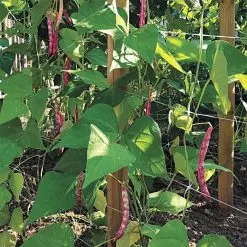 Hortonova Trellis Netting, 6-1/2 Feet X 3,280 Feet 36 Hortonova Trellis Netting, 6-1/2 Feet X 3,280 Feet -Gardening Shop htn63280 16