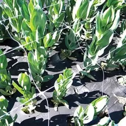 Hortonova Trellis Netting, 6-1/2 Feet X 3,280 Feet 38 Hortonova Trellis Netting, 6-1/2 Feet X 3,280 Feet -Gardening Shop htn63280 18