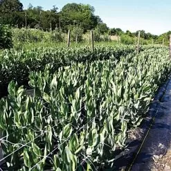 Hortonova Trellis Netting, 6-1/2 Feet X 3,280 Feet 39 Hortonova Trellis Netting, 6-1/2 Feet X 3,280 Feet -Gardening Shop htn63280 19