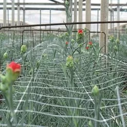 Hortonova Trellis Netting, 6-1/2 Feet X 3,280 Feet 26 Hortonova Trellis Netting, 6-1/2 Feet X 3,280 Feet -Gardening Shop htn63280 6