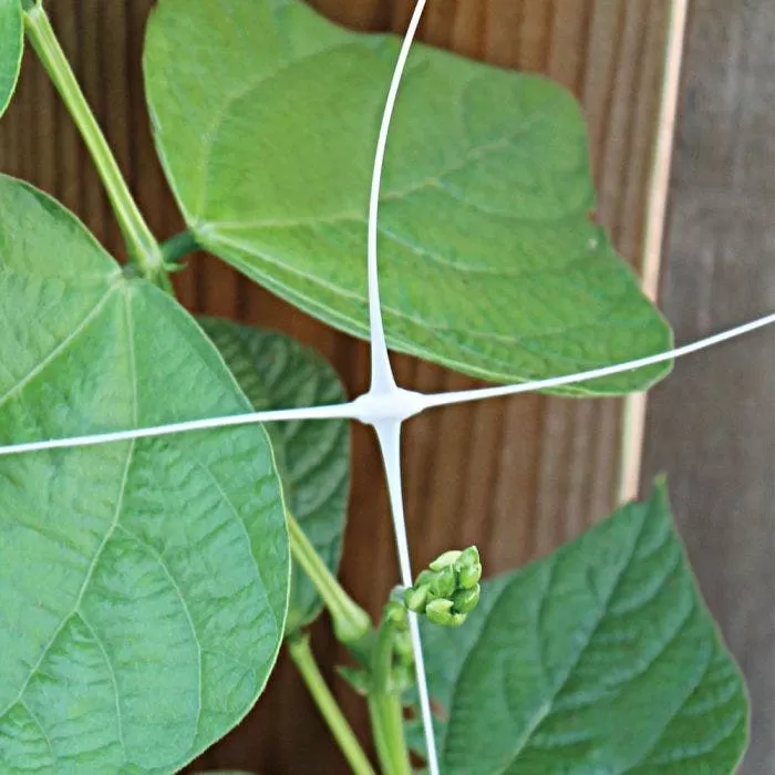 Hortonova Trellis Netting, 6-1/2 Feet X 3,280 Feet 10 Hortonova Trellis Netting, 6-1/2 Feet X 3,280 Feet - Image 10