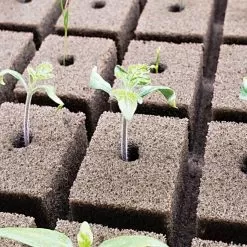 OASIS; Grower Solutions Horticubes; XL Foam Medium, 162 Cell -Gardening Shop rc104 2 3