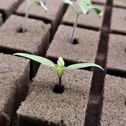 OASIS; Grower Solutions Horticubes; XL Foam Medium, 162 Cell -Gardening Shop rc104 3 3