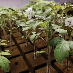 OASIS; Grower Solutions Horticubes; XL Foam Medium, 162 Cell -Gardening Shop rc104 4 3