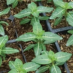 Rice Hull Bale, 90 Cubic Feet -Gardening Shop rhb 3