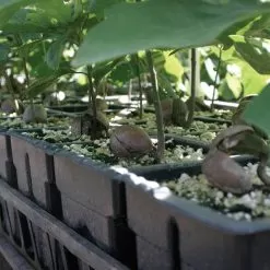 RootMaker 18 Cell Propagation Trays, Case Of 25 -Gardening Shop rm18 2