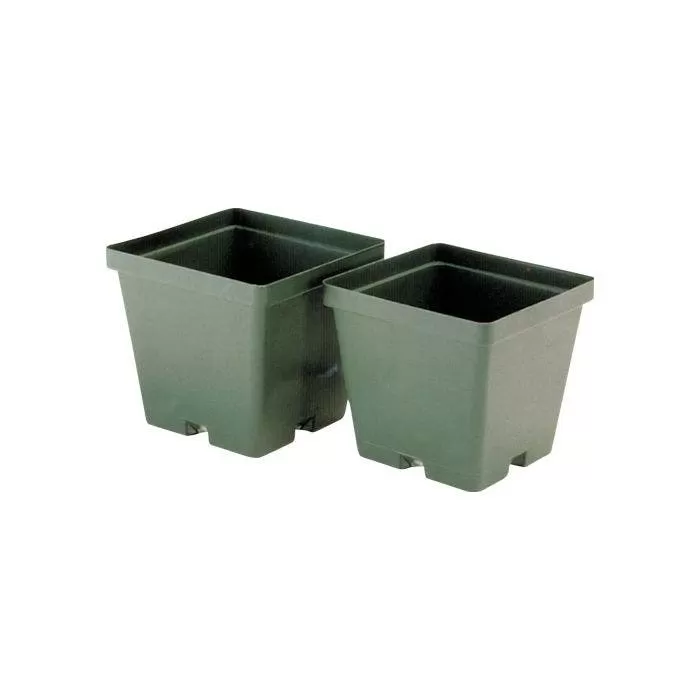 ITML Kord Lite Square Pots 3 15/16in X 3 9/16in Green 960 Per Case 1 ITML Kord Lite Square Pots 3 15/16in X 3 9/16in Green 960 Per Case