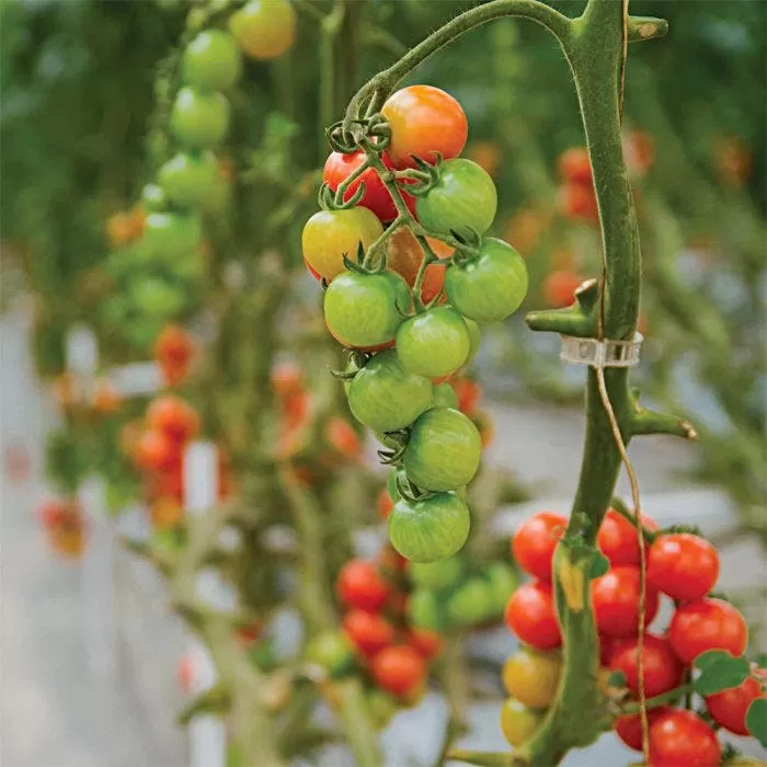 Tomato Clips, 25 Mm, 250 Count 2 Tomato Clips, 25 Mm, 250 Count - Image 2